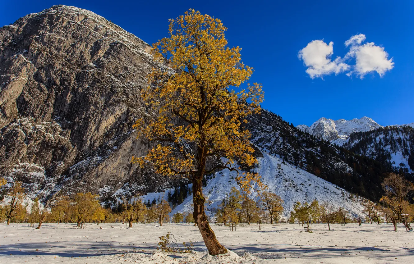 Photo wallpaper autumn, the sky, snow, trees, mountains