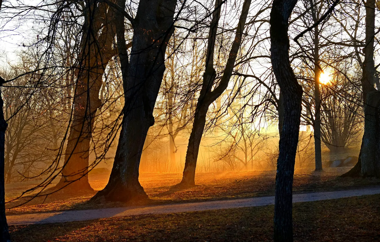 Photo wallpaper light, trees, Park, morning
