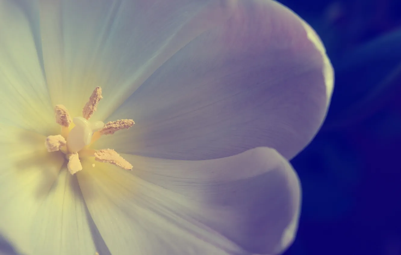 Photo wallpaper flowers, petals, photographer, Pasha Ivanov