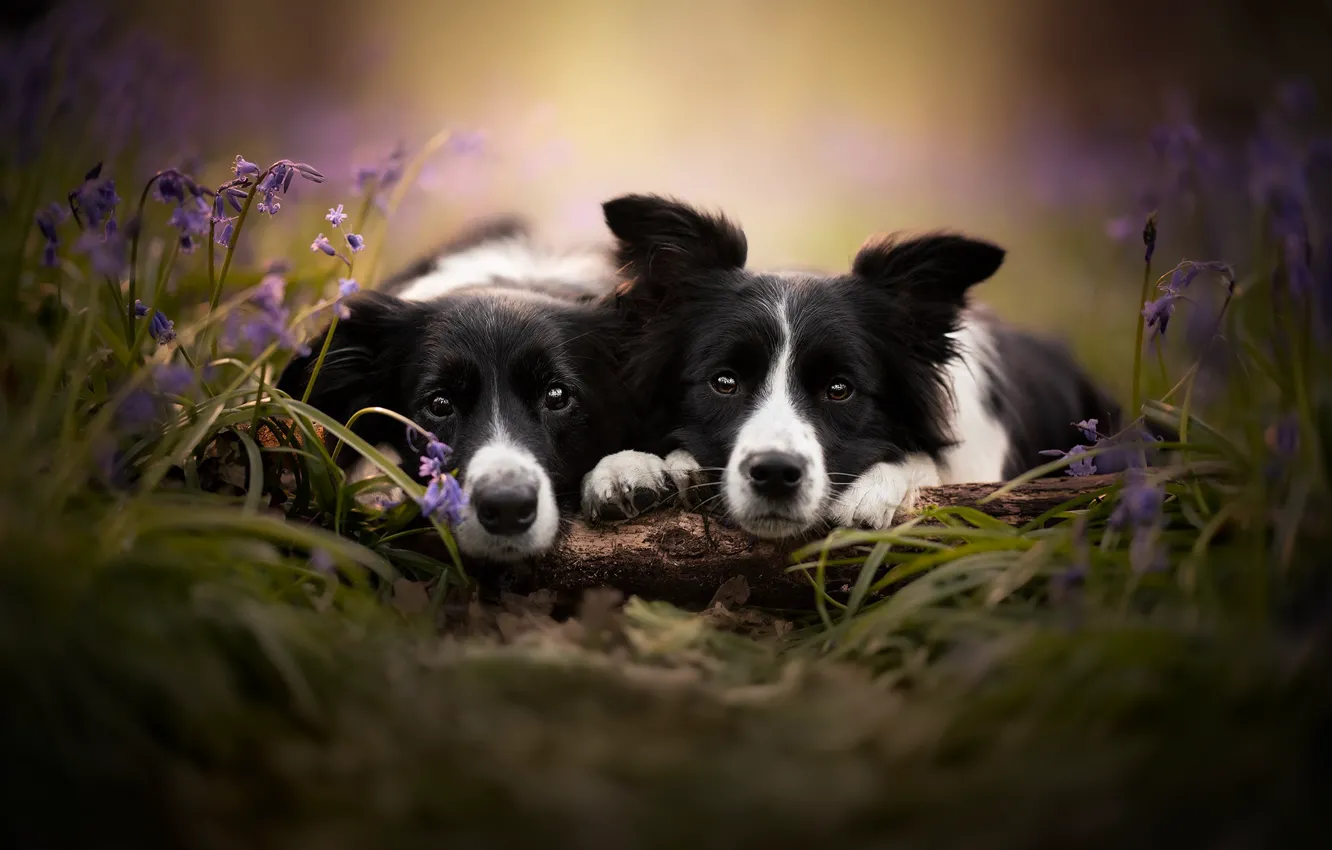Photo wallpaper look, flowers, a couple, two dogs, faces, The border collie