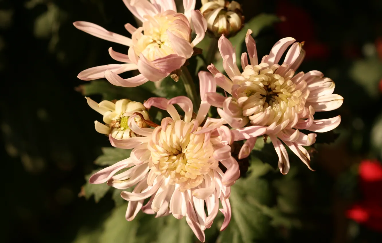 Photo wallpaper pink, autumn, Chrysanthemum, bunch, chrysanthemums