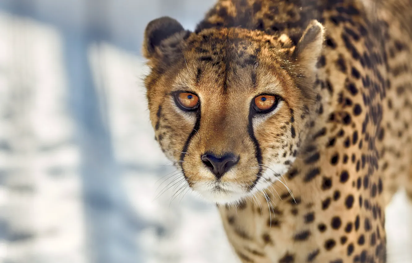 Photo wallpaper look, face, wild cat, Cheetah