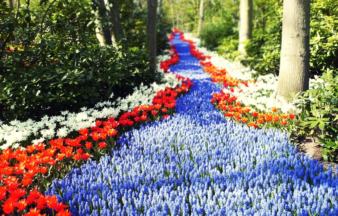 Photo wallpaper road, greens, forest, the sun, flowers, tulips, Holland, path