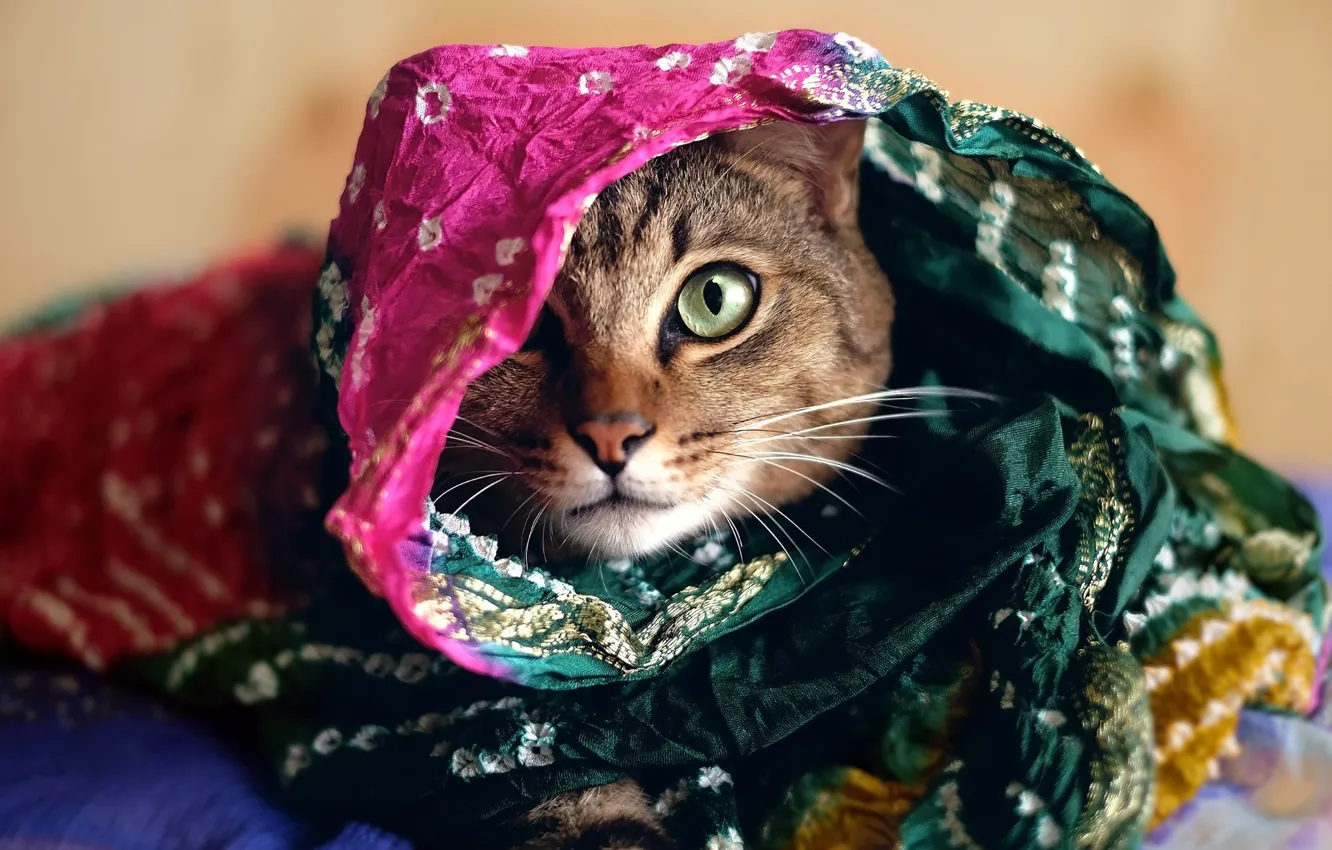 Photo wallpaper cat, cat, look, face, grey, background, bright, portrait