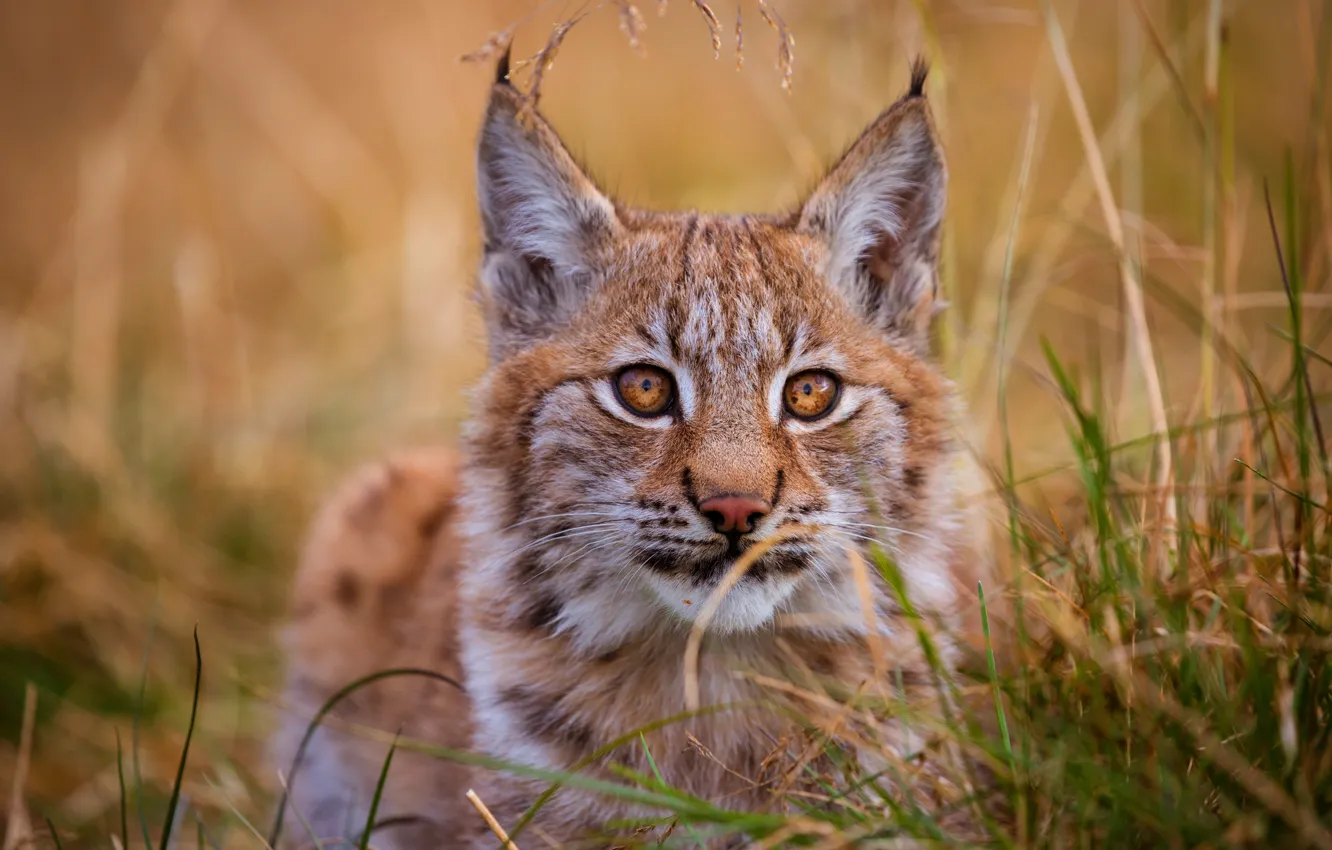 Photo wallpaper cat, grass, eyes, look, kitty, background, portrait, red