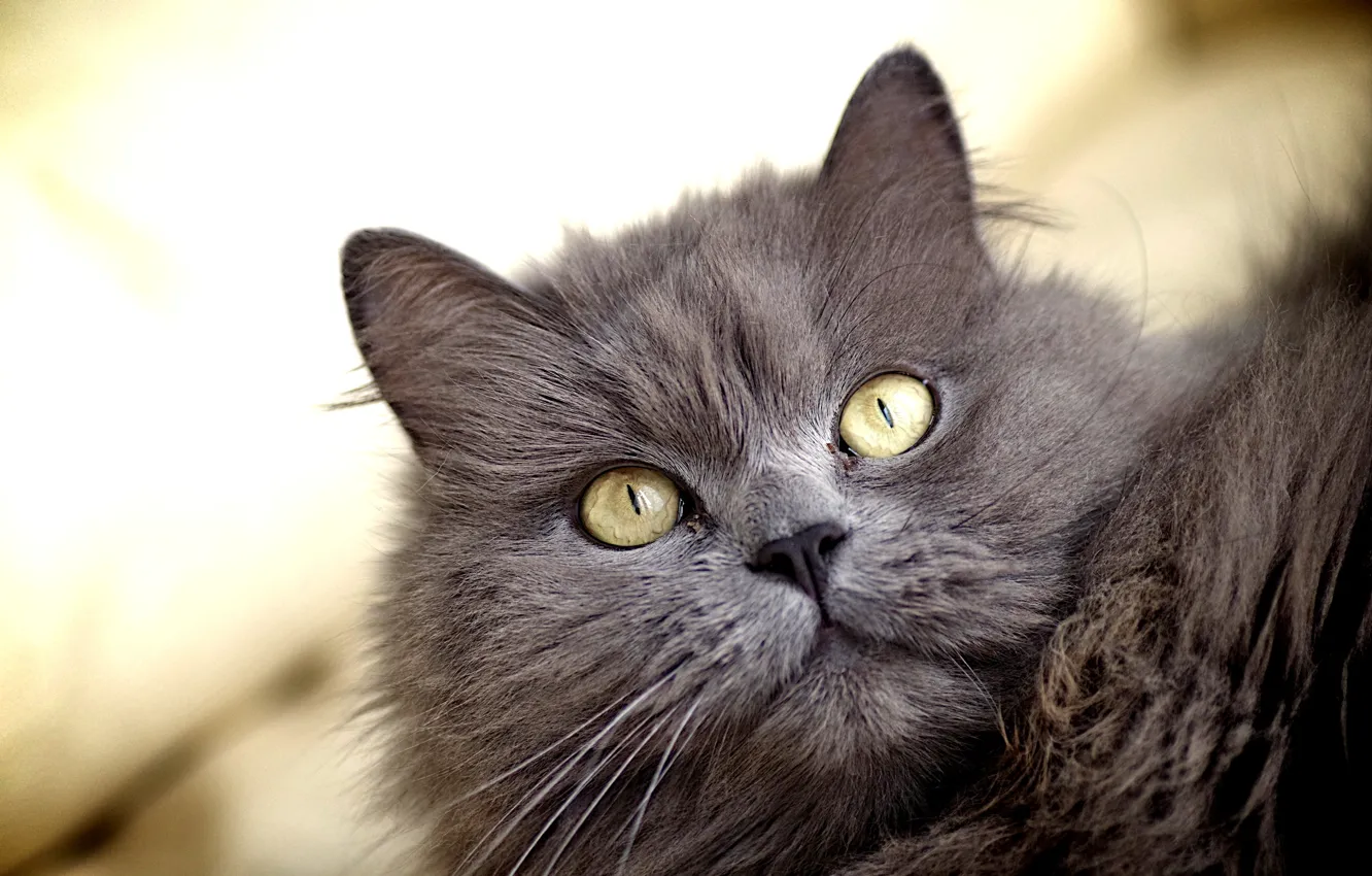 Photo wallpaper cat, eyes, cat, look, yellow, grey, fluffy