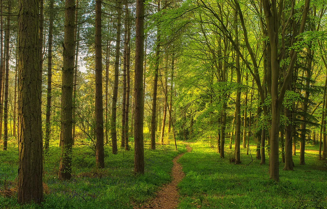 Photo wallpaper forest, grass, trees, path