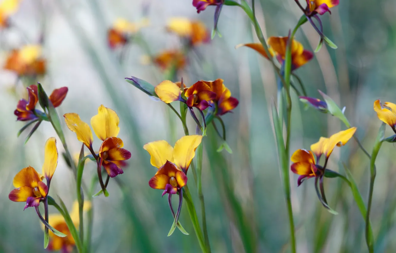 Photo wallpaper plant, petals, miltonia