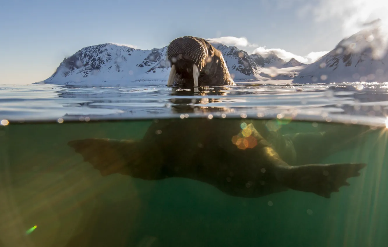 Photo wallpaper sea, glare, walrus