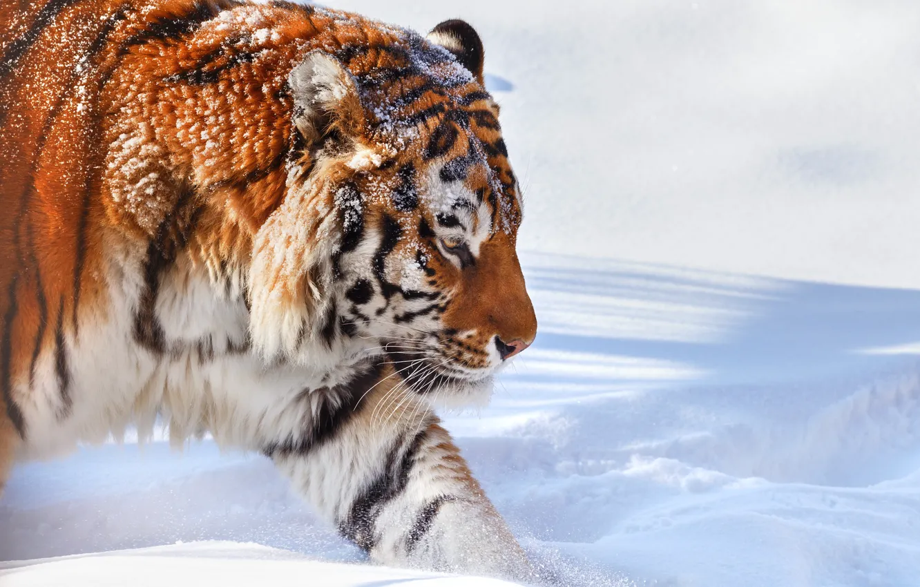 Photo wallpaper winter, snow, nature, tiger, animal, predator, Oleg Bogdanov