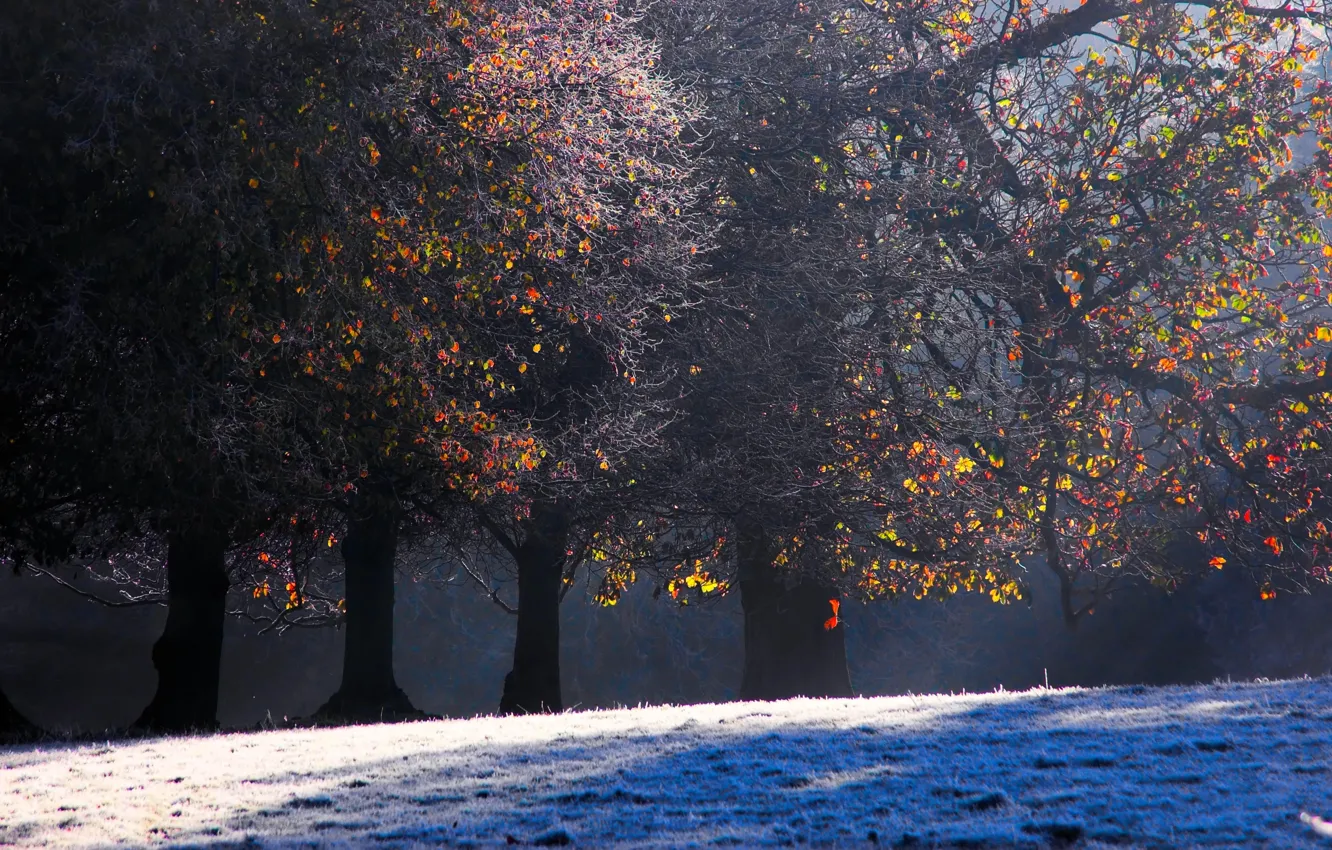 Photo wallpaper frost, autumn, forest, trees