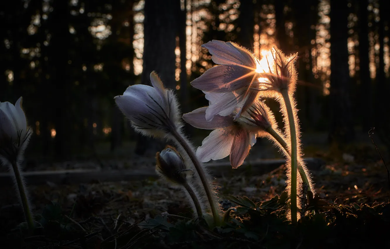 Photo wallpaper forest, light, flowers, nature, Park, the dark background, glade, spring