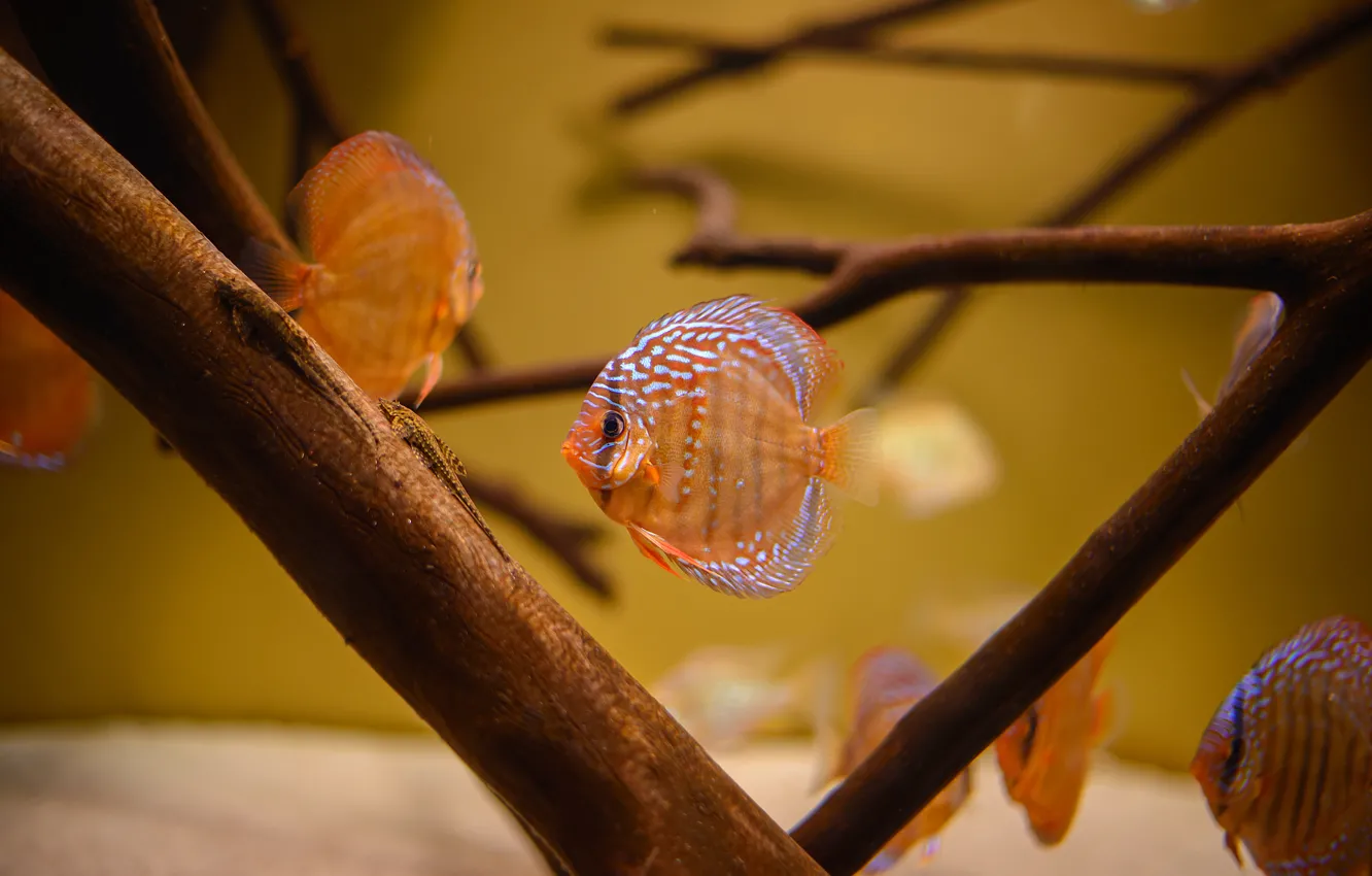 Photo wallpaper sea, macro, fish, yellow, aquarium, sea, water, fish