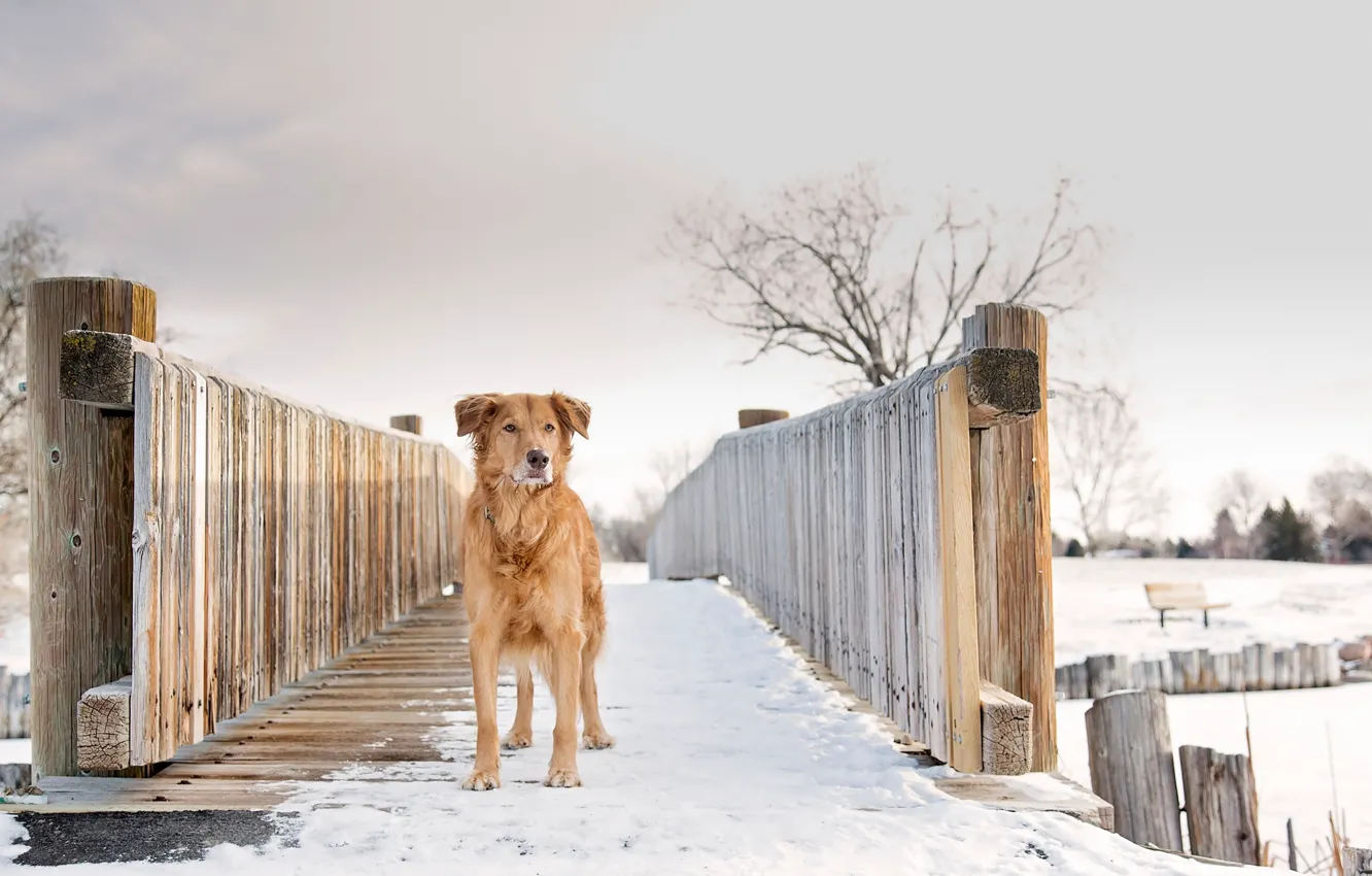 Photo wallpaper winter, snow, Gold, Silver, red dog