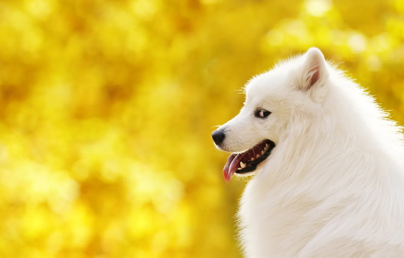Photo wallpaper look, nature, pose, dog, face