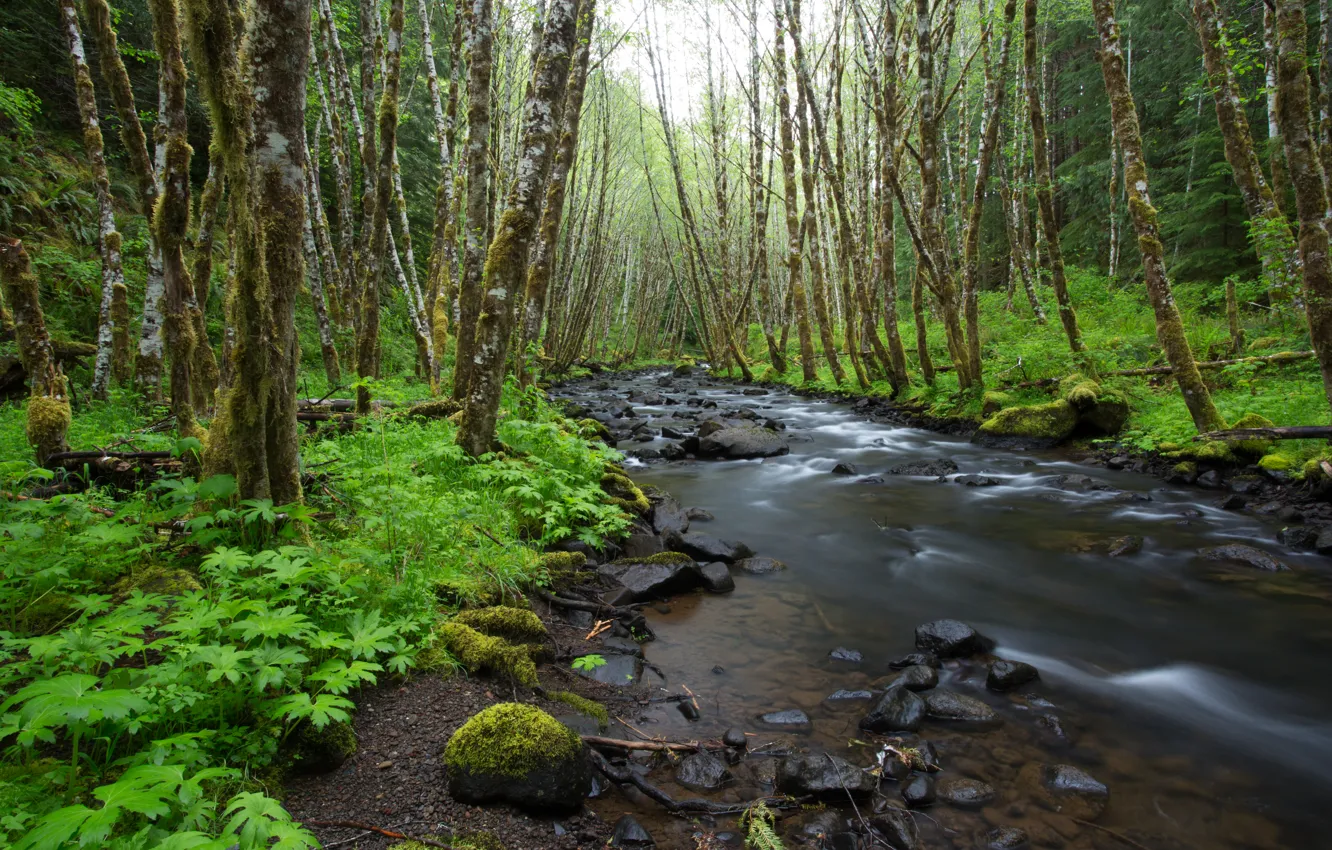 Photo wallpaper forest, stream, stones, green, Oregon, USA, USA, forest