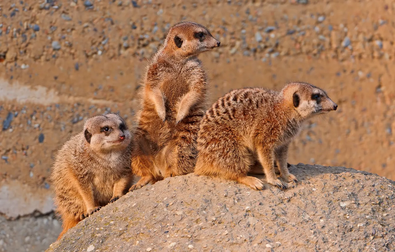 Photo wallpaper stones, meerkats, family