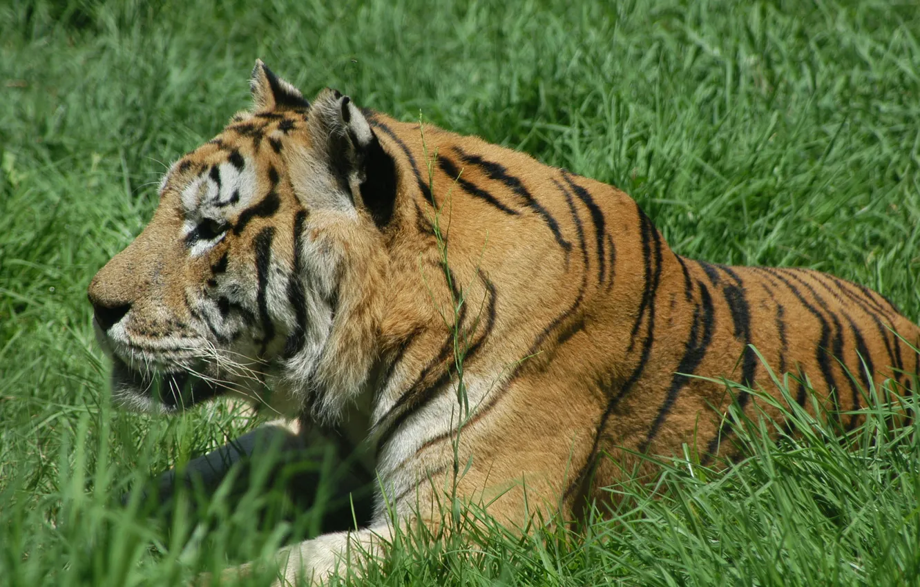 Photo wallpaper Tiger, Cat, Zoo