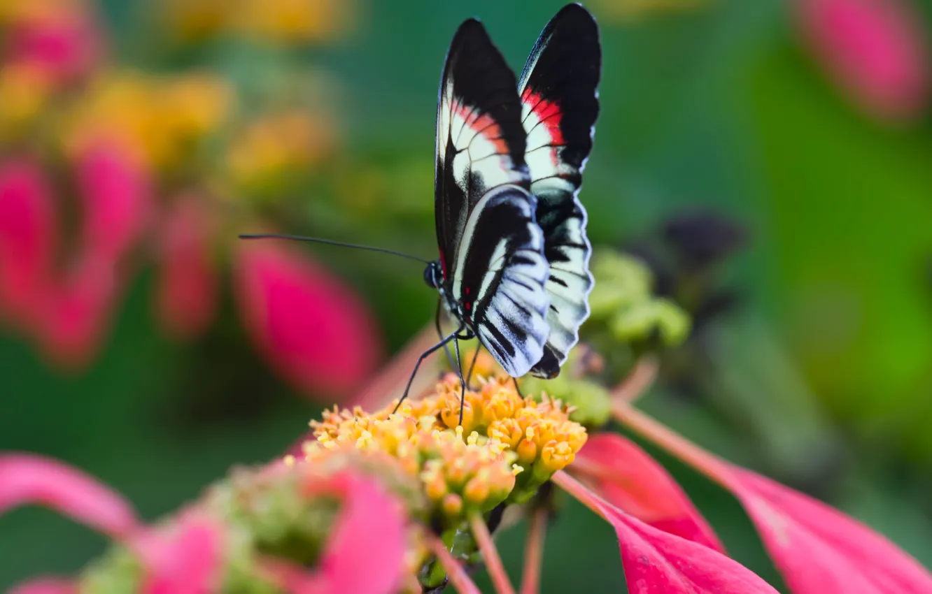 Photo wallpaper flower, nature, butterfly, wings, petals