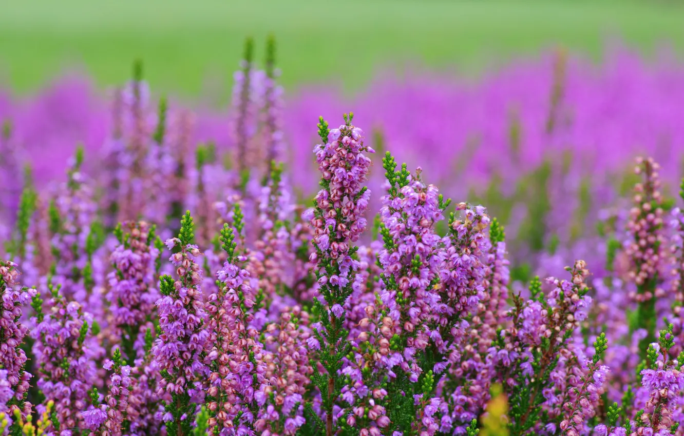 Photo wallpaper macro, bokeh, Heather