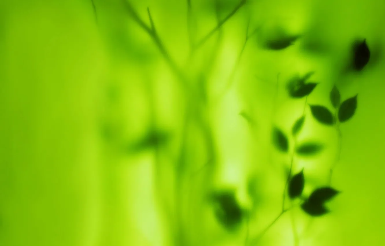 Photo wallpaper greens, leaves, blur