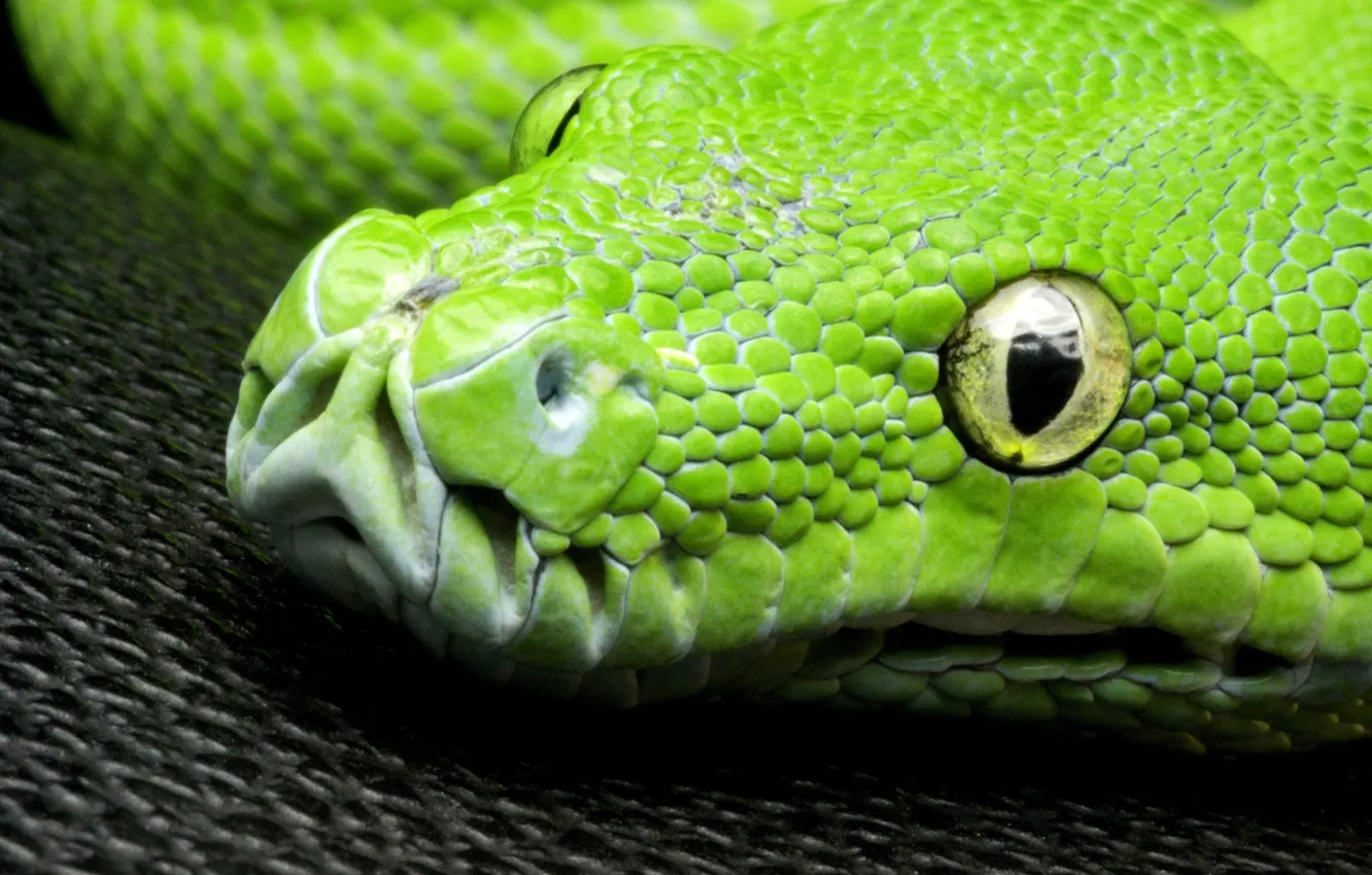 Photo wallpaper eyes, look, green, snake, head, scales