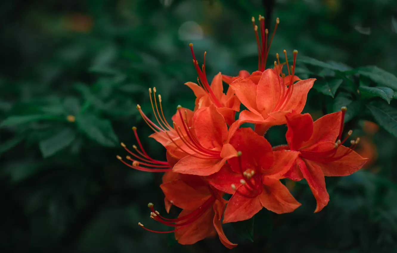 Photo wallpaper flowers, red, stamens, the bushes, green background, Azalea, rhododendrons