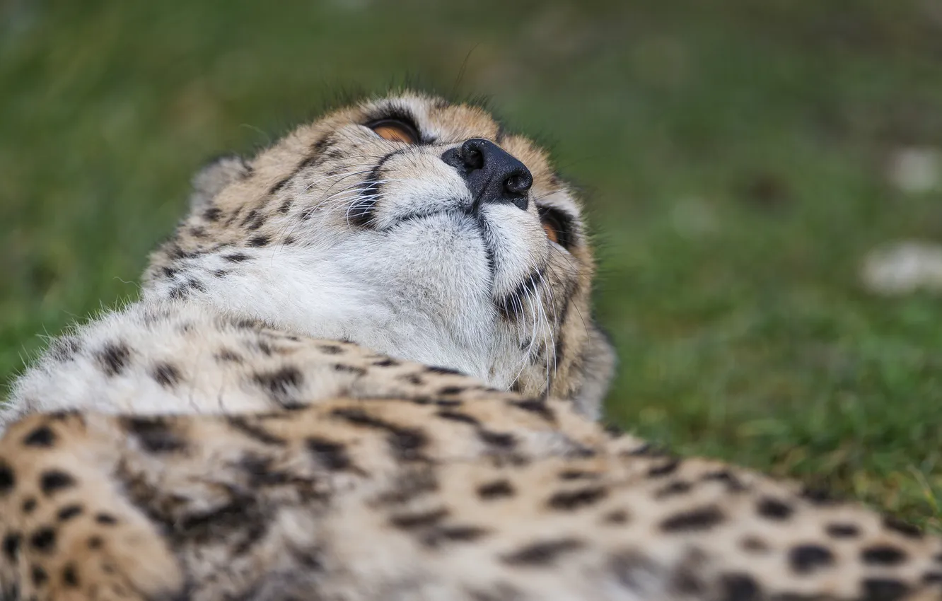 Photo wallpaper cat, face, nose, Cheetah, ©Tambako The Jaguar