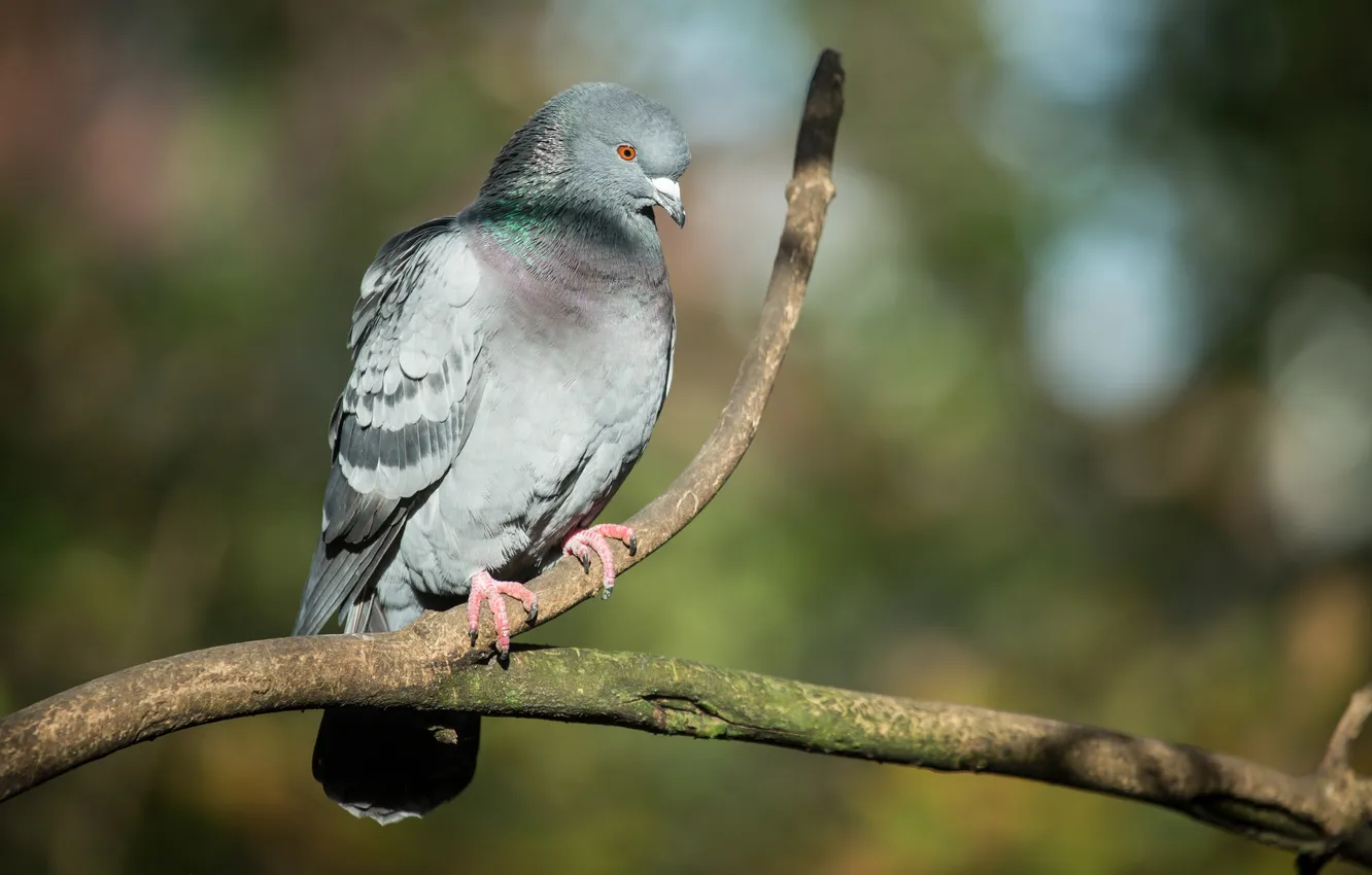 Photo wallpaper branches, bird, pigeons