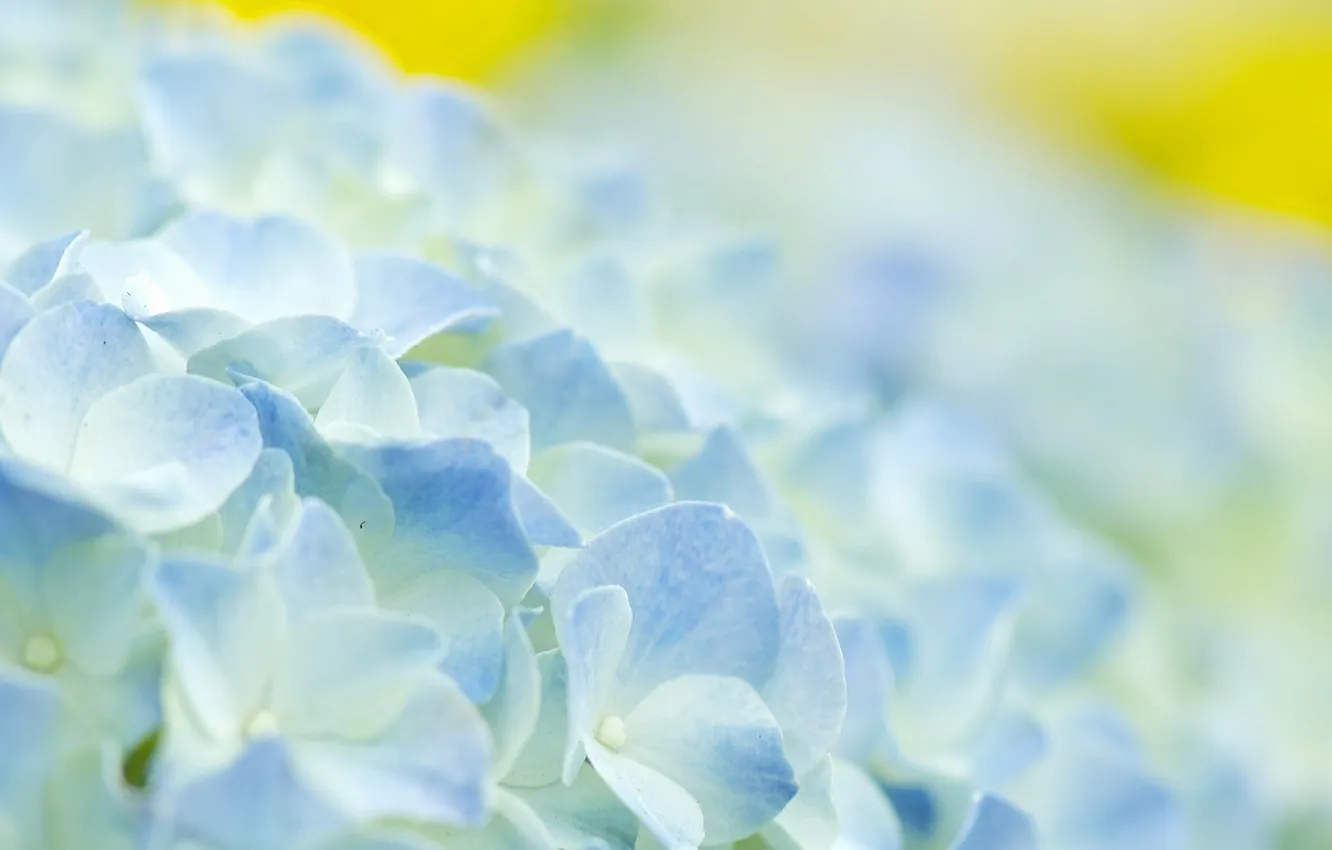Photo wallpaper macro, carpet, petals, flowerbed