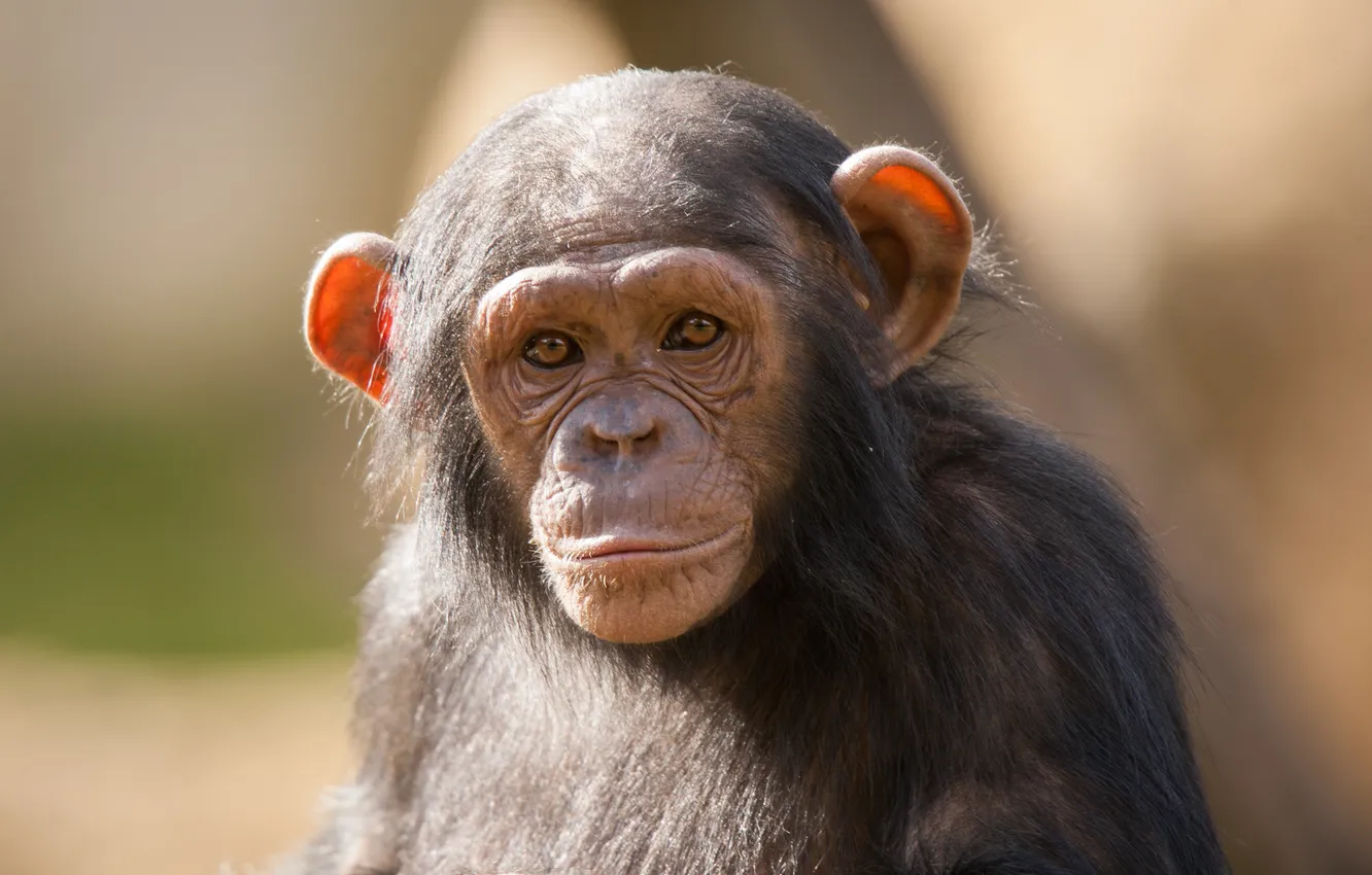 Photo wallpaper look, face, monkey, cub, chimpanzees