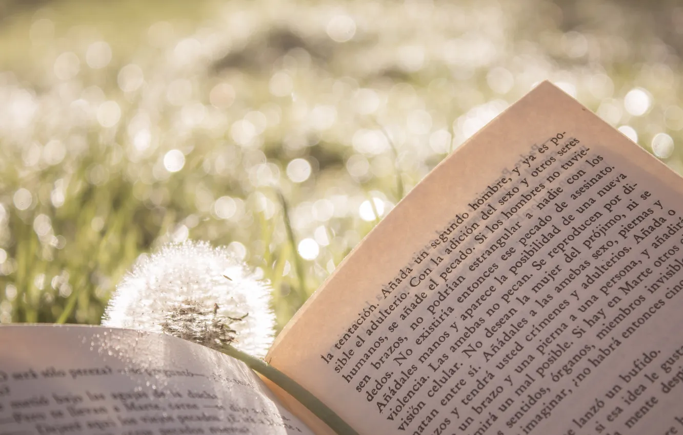 Photo wallpaper summer, grass, text, dandelion, book