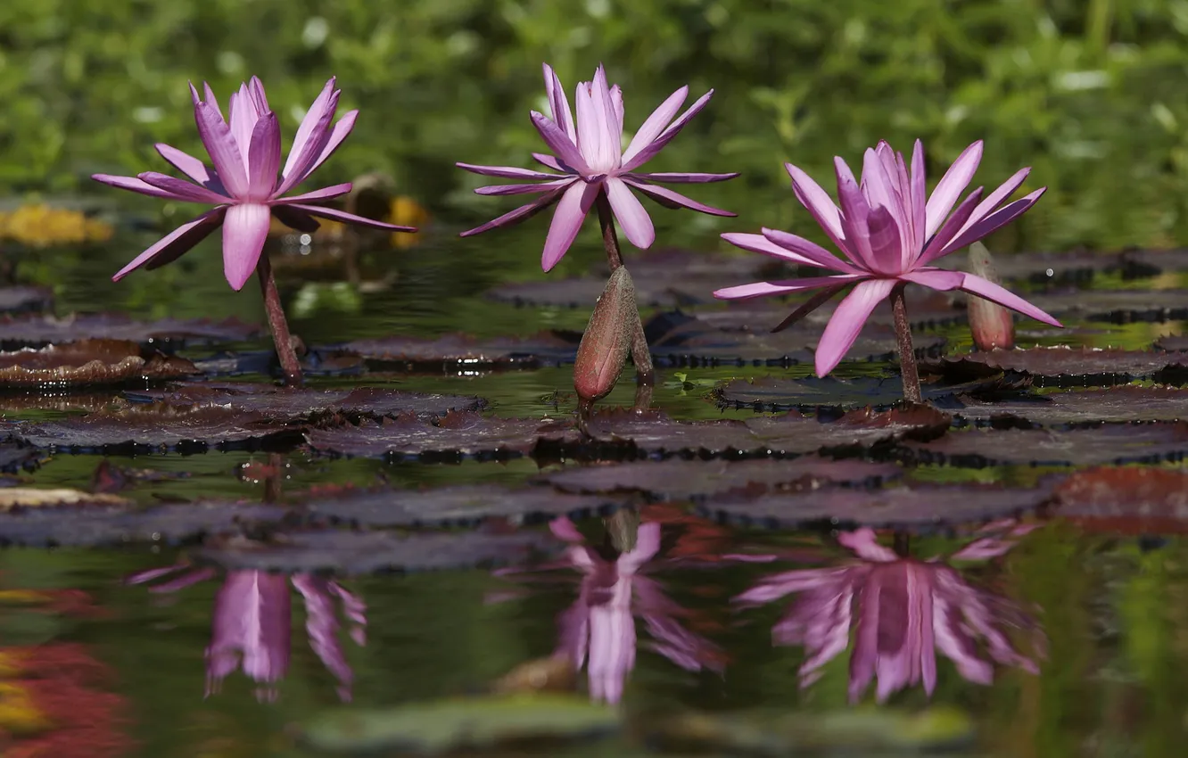 Photo wallpaper WATER, LEAVES, LILY, REFLECTION, POND