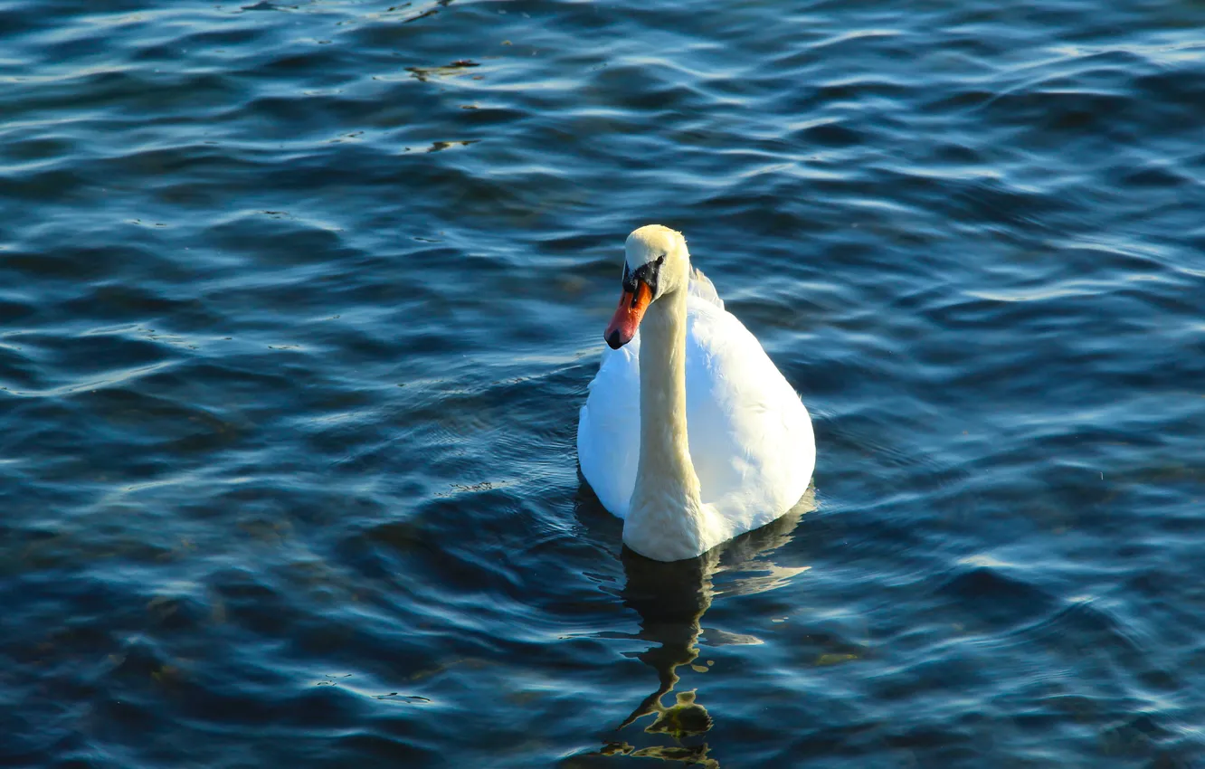 Photo wallpaper swan, bird, water