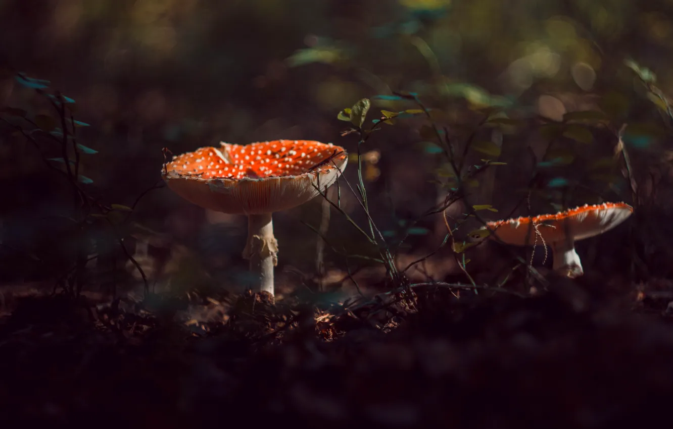 Photo wallpaper forest, summer, mushrooms, mushroom