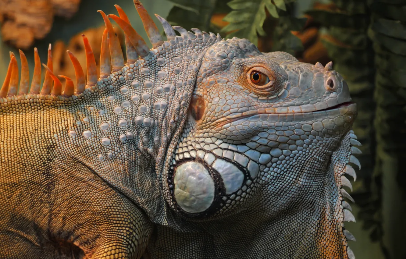 Photo wallpaper animals, portrait, lizard, iguana, bright iguana