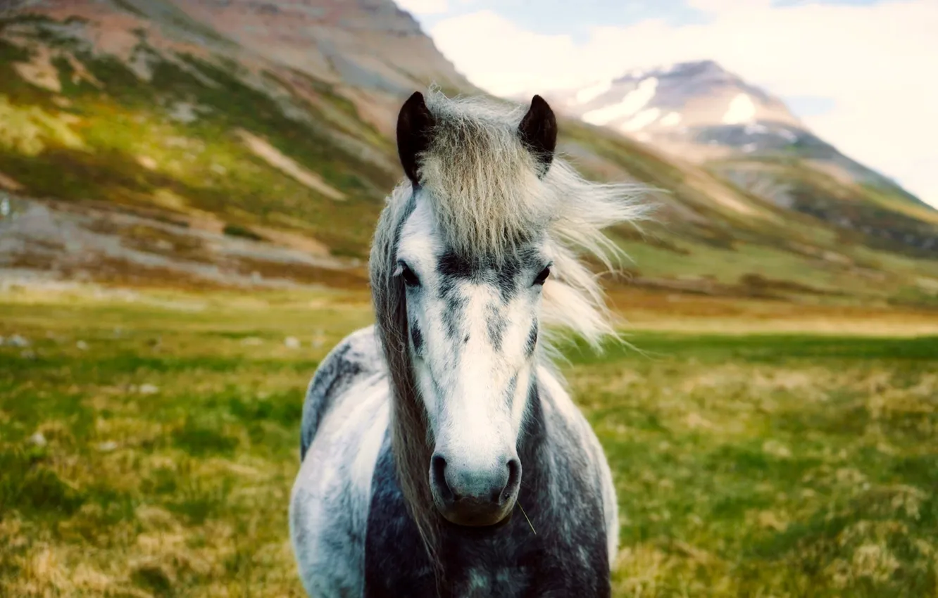 Photo wallpaper landscape, mountains, horse, valley, Iceland, bokeh
