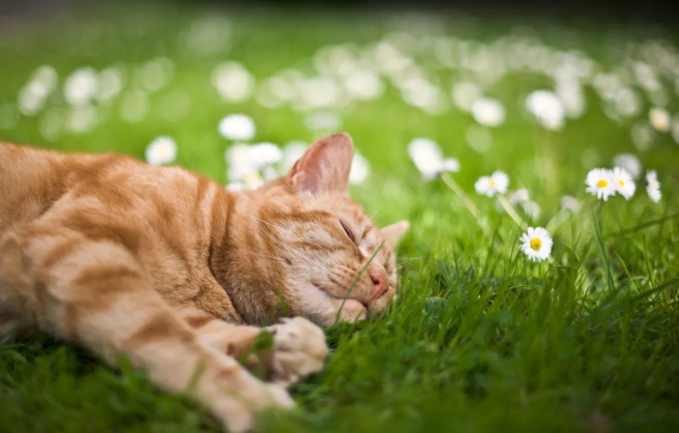 Photo wallpaper cat, summer, grass