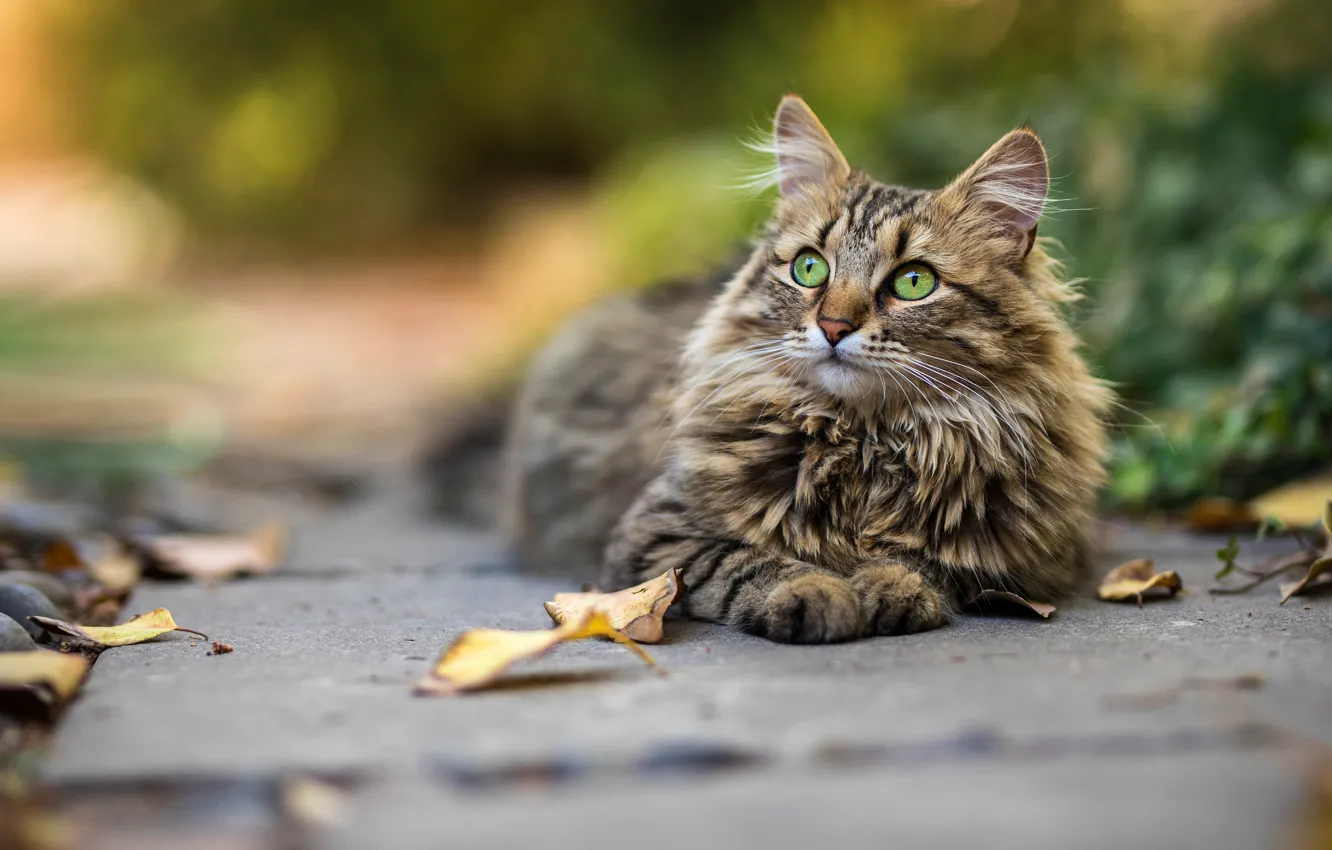 Photo wallpaper autumn, cat, cat, look, face, leaves, vegetation, tile