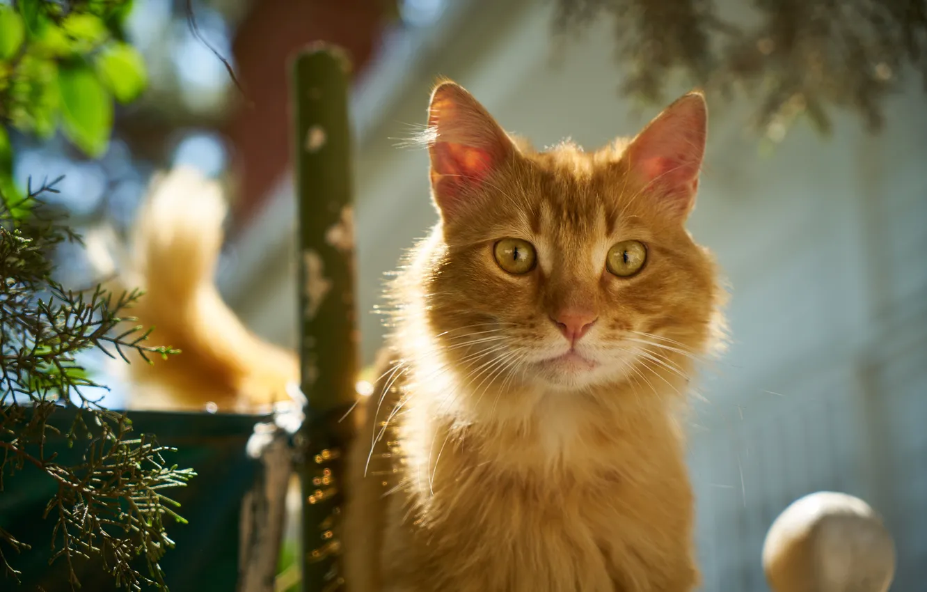 Photo wallpaper red, pose, look, cat, portrait, light, needles, face