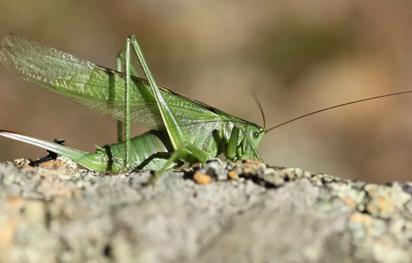 Photo wallpaper background, insect, grasshopper, locust