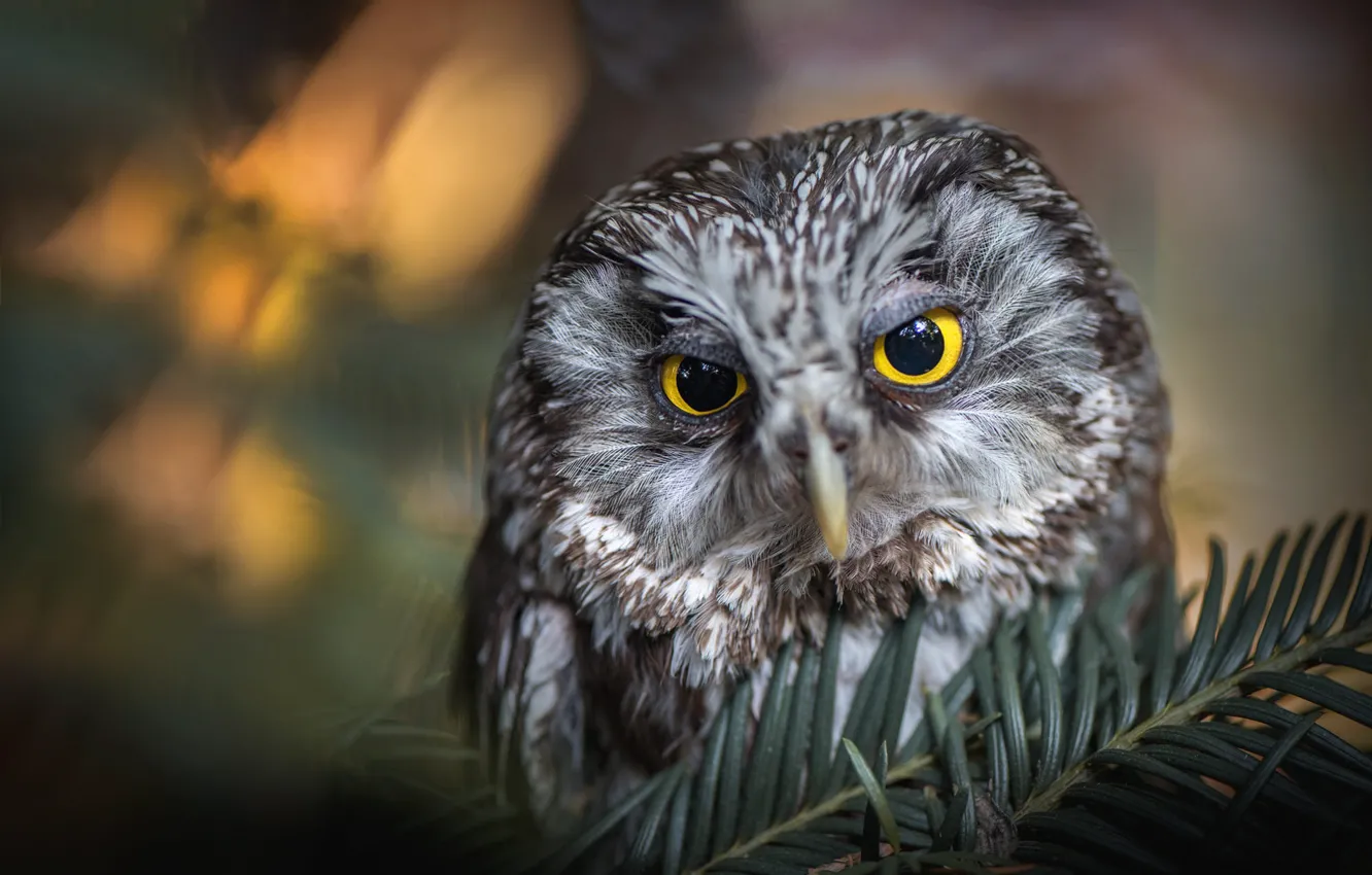 Photo wallpaper eyes, look, light, close-up, branches, nature, grey, background