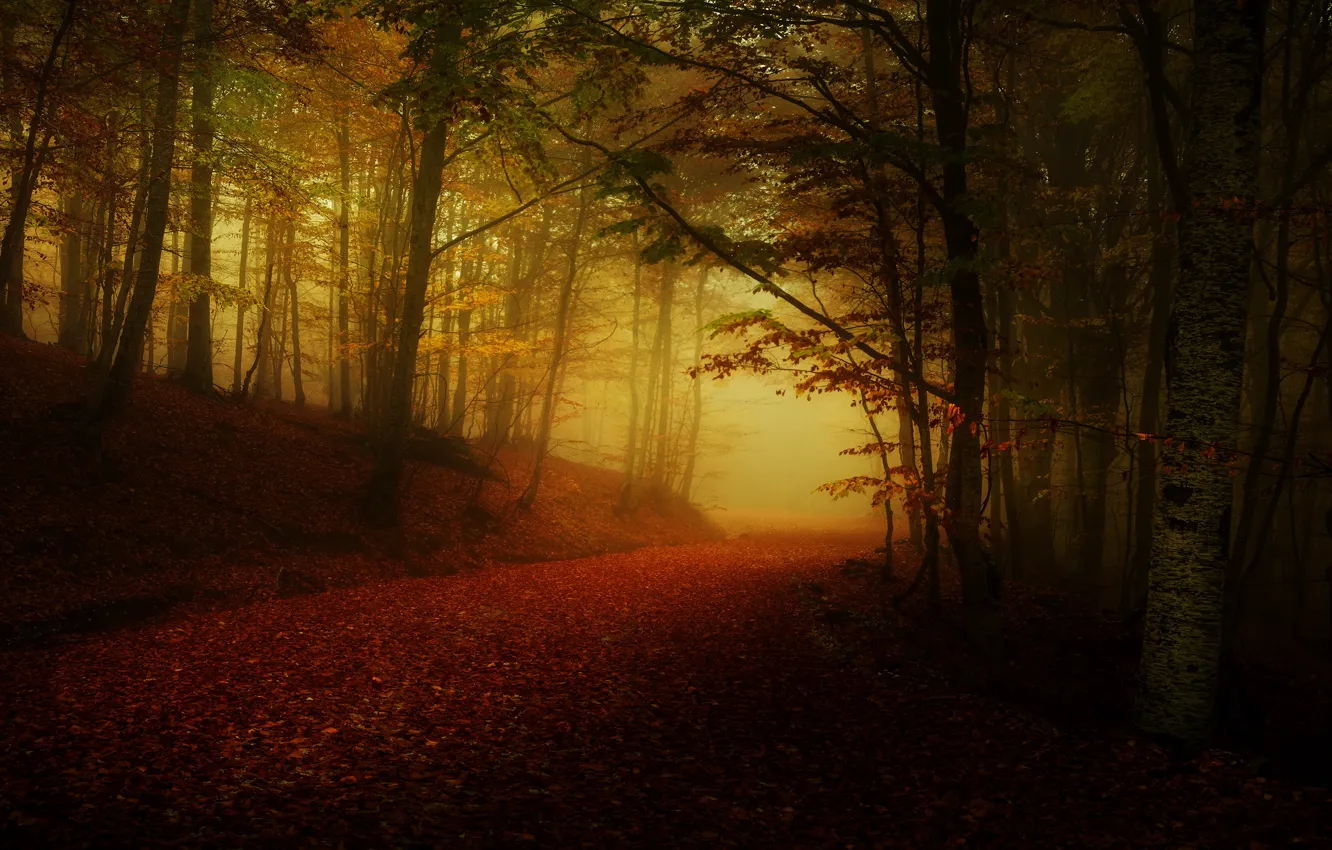 Photo wallpaper road, autumn, forest, fog, twilight, alley, falling leaves