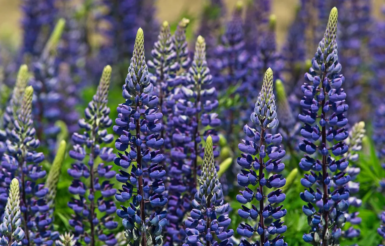 Photo wallpaper purple, summer, meadow, lupins