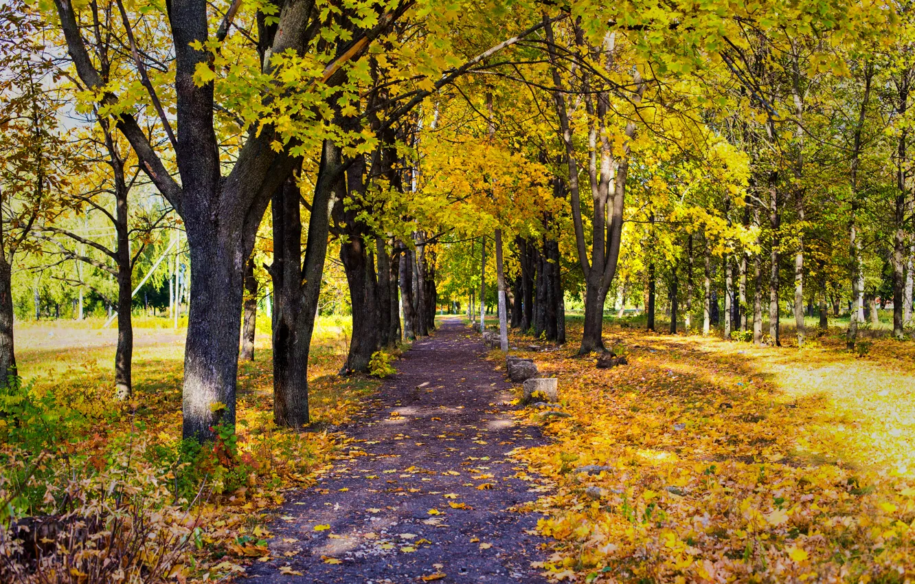 Photo wallpaper road, leaves, trees, Park, Autumn