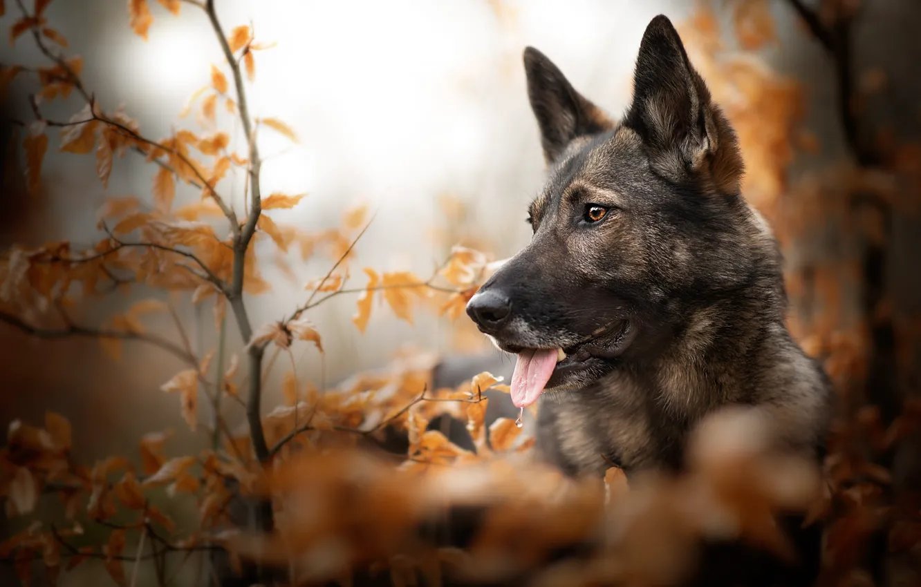 Photo wallpaper autumn, language, look, face, leaves, branches, nature, pose