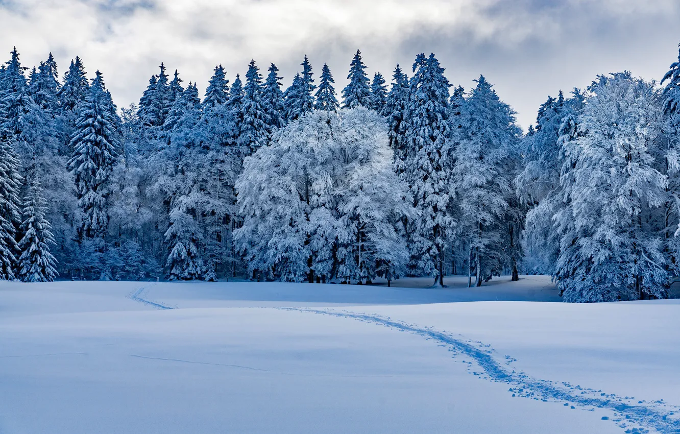 Photo wallpaper winter, forest, snow, trees, Switzerland, the snow, path, Switzerland