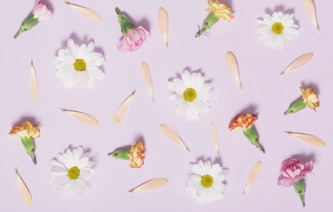 Photo wallpaper chamomile, petals, pink, buds, pink, flowers, cute, clove