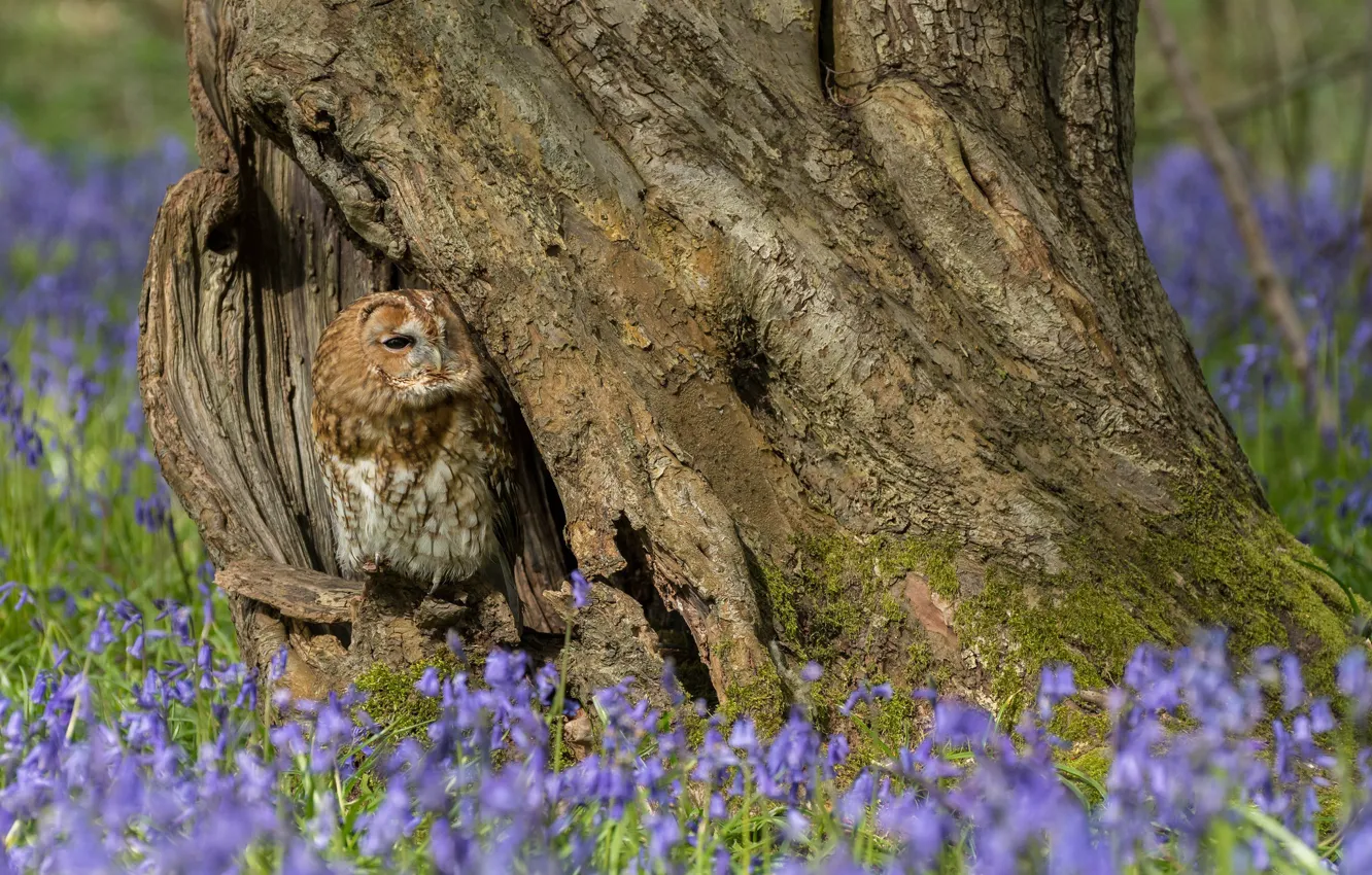 Photo wallpaper flowers, owl, feathers, color, bells