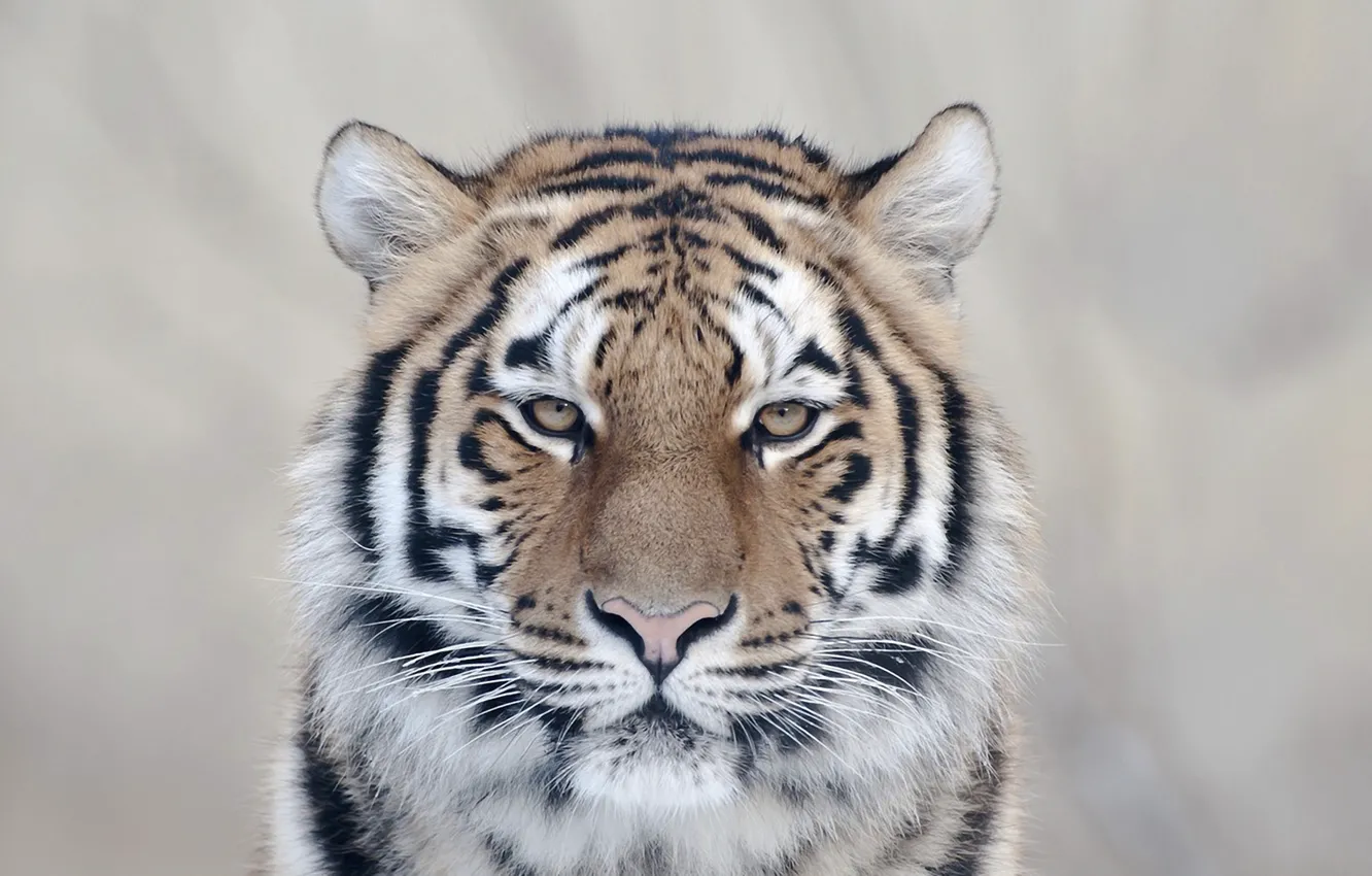 Photo wallpaper cat, look, tiger, charm